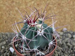 Echinocactus parryi Ciudad Juarez, pot 6,5 cm - 12399151