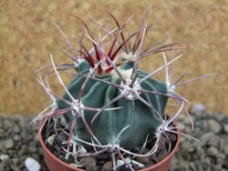 Echinocactus parryi Ciudad Juarez, pot 6,5 cm