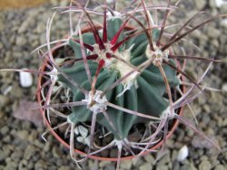 Echinocactus parryi Ciudad Juarez, pot 6,5 cm - 12399153