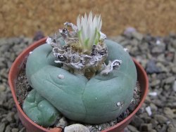 Lophophora difusa ? lutea, pot 5,5 cm - 12399155