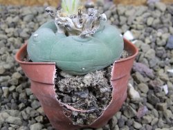 Lophophora difusa ? lutea, pot 5,5 cm - 12399156