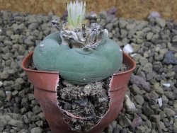 Lophophora difusa ? lutea, pot 5,5 cm - 12399157