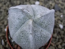 Astrophytum coahuilense tricostatum pot 5,5 cm - 12399159