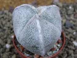 Astrophytum coahuilense tricostatum pot 5,5 cm - 12399160