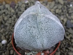 Astrophytum coahuilense tricostatum pot 5,5 cm - 12399161