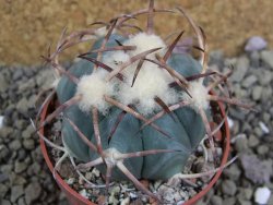 Echinocactus horizonthalonius Jacales, pot 6,5 cm - 12399166