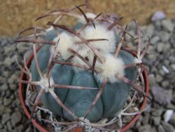 Echinocactus horizonthalonius Jacales, pot 6,5 cm - 12399168