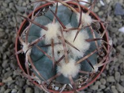 Echinocactus horizonthalonius Jacales, pot 6,5 cm - 12399169