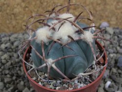 Echinocactus horizonthalonius Jacales, pot 6,5 cm - 12399170