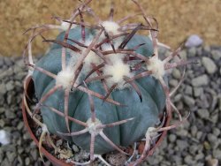 Echinocactus horizonthalonius Jacales, pot 6,5 cm - 12399171