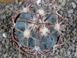 Echinocactus horizonthalonius Jacales, pot 6,5 cm - 12399172