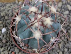 Echinocactus horizonthalonius Jacales, pot 6,5 cm - 12399173