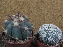 Echinocactus horizonthalonius Jacales, pot 6,5 cm - 12399175