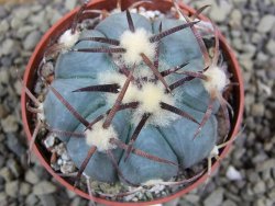 Echinocactus horizonthalonius Jacales, pot 6,5 cm - 12399176