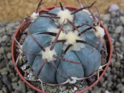 Echinocactus horizonthalonius Jacales, pot 6,5 cm - 12399177