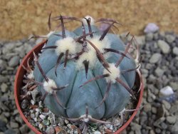 Echinocactus horizonthalonius Jacales, pot 6,5 cm - 12399178