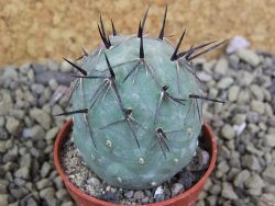 Tephrocactus geometricus pot 5,5 cm - 12399185