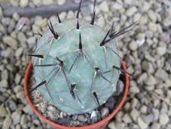 Tephrocactus geometricus pot 5,5 cm - 12399186