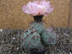 Tephrocactus geometricus XL - 12399189