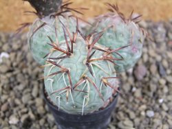 Tephrocactus geometricus XL - 12399190