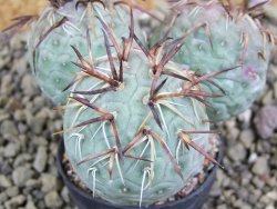 Tephrocactus geometricus XL - 12399191