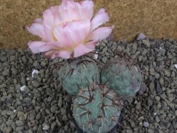 Tephrocactus geometricus XL - 12399192