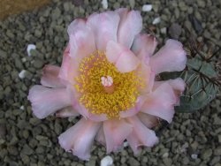 Tephrocactus geometricus XL - 12399193