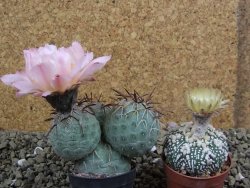 Tephrocactus geometricus XL - 12399195