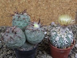 Tephrocactus geometricus XL - 12399196