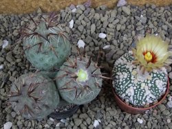 Tephrocactus geometricus XL - 12399197