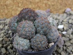 Puna bonniae pot 5,5 cm - 12399205