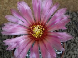 Astrophytum  capricorne X red flower oibo akabana, pot 8 cm - 12399214