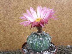 Astrophytum  capricorne X red flower oibo akabana, pot 8 cm - 12399215