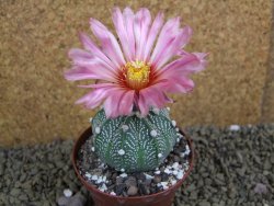 Astrophytum  capricorne X red flower oibo akabana, pot 8 cm - 12399216