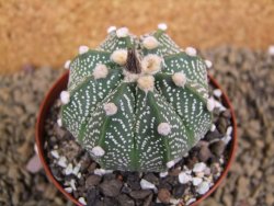 Astrophytum  capricorne X red flower oibo akabana, pot 8 cm - 12399218