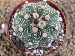 Astrophytum  capricorne X red flower oibo akabana, pot 8 cm - 12399219