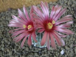 Astrophytum  capricorne X red flower oibo akabana, pot 5,5 cm - 12399221