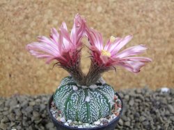 Astrophytum  capricorne X red flower oibo akabana, pot 5,5 cm - 12399222