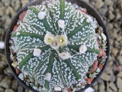 Astrophytum  capricorne X red flower oibo akabana, pot 5,5 cm - 12399223