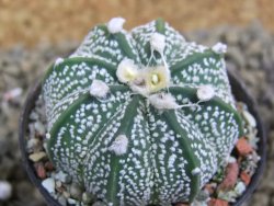 Astrophytum  capricorne X red flower oibo akabana, pot 5,5 cm - 12399224