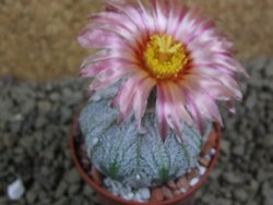 Astrophytum  hanazano X red flower oibo akabana, pot 5,5 cm - 12399225