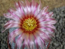 Astrophytum  hanazano X red flower oibo akabana, pot 5,5 cm - 12399226