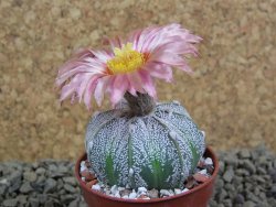 Astrophytum  hanazano X red flower oibo akabana, pot 5,5 cm - 12399228