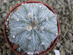 Astrophytum  hanazano X red flower oibo akabana, pot 5,5 cm - 12399229