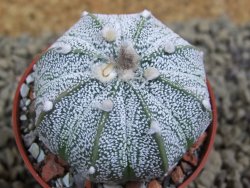 Astrophytum  hanazano X red flower oibo akabana, pot 5,5 cm - 12399230