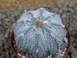 Astrophytum  hanazano X red flower oibo akabana, pot 5,5 cm - 12399231