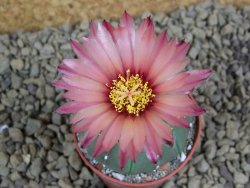 Astrophytum  asterias X red flower oibo akabana, pot 5,5 cm - 12399233