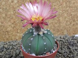 Astrophytum  asterias X red flower oibo akabana, pot 5,5 cm - 12399234