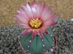 Astrophytum  asterias X red flower oibo akabana, pot 5,5 cm - 12399235