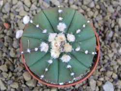 Astrophytum  asterias X red flower oibo akabana, pot 5,5 cm - 12399236